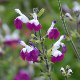 Salvia bicolor